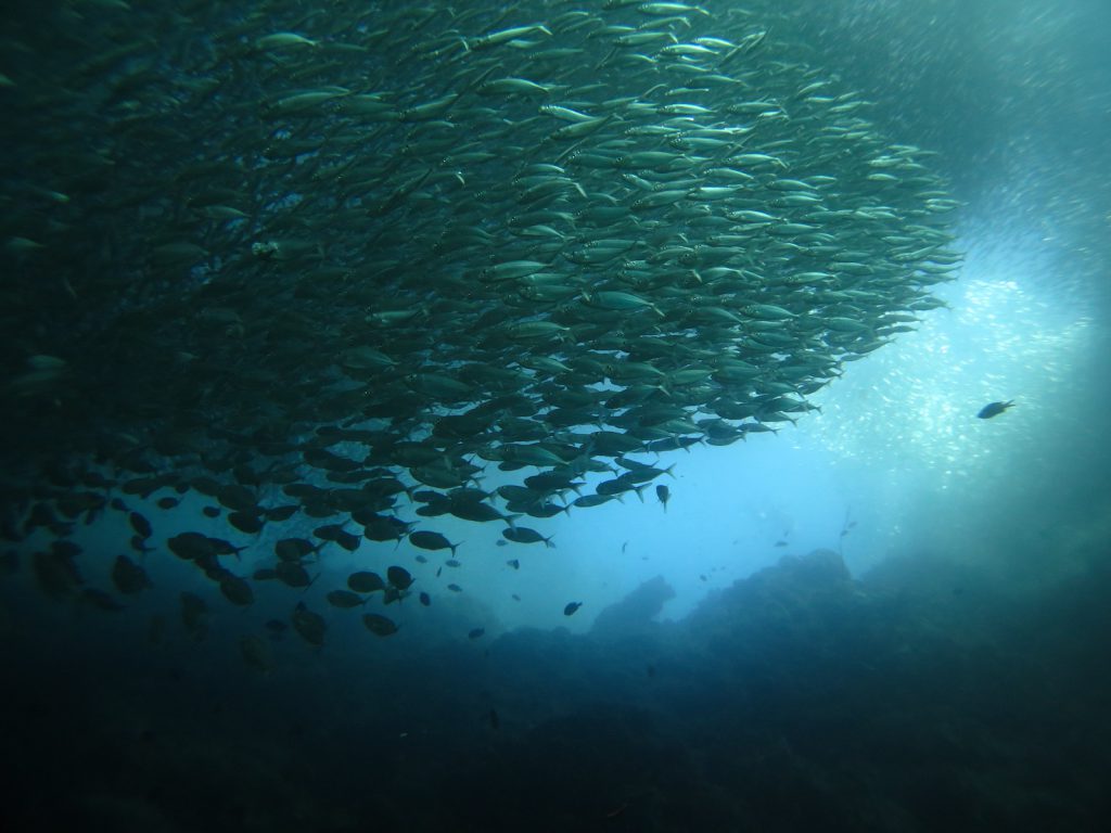 tourameo-reiseplaner-reiseziel-philippinen-tauchen-sardinen