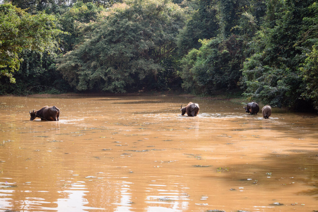 Wasserbüffel-kambodscha-gruene-landschaften