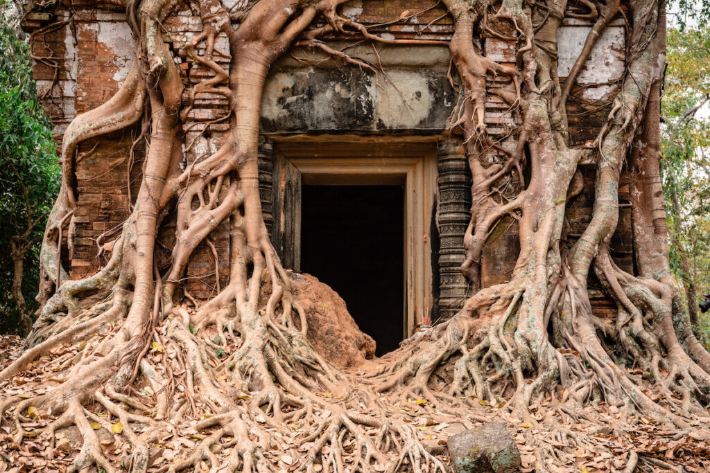 tempel-eingang-mit-wurzeln-überwachsen-kambodscha-rundreise