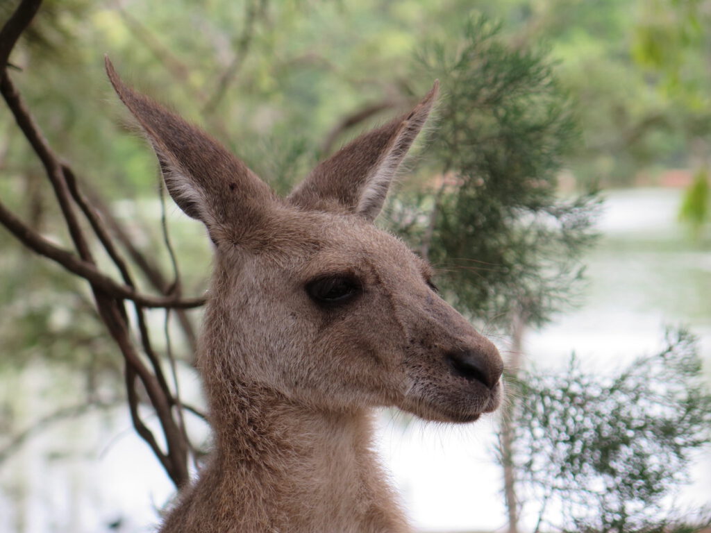 tourameo-australia-kangaroo-travel-tips-honeymoon