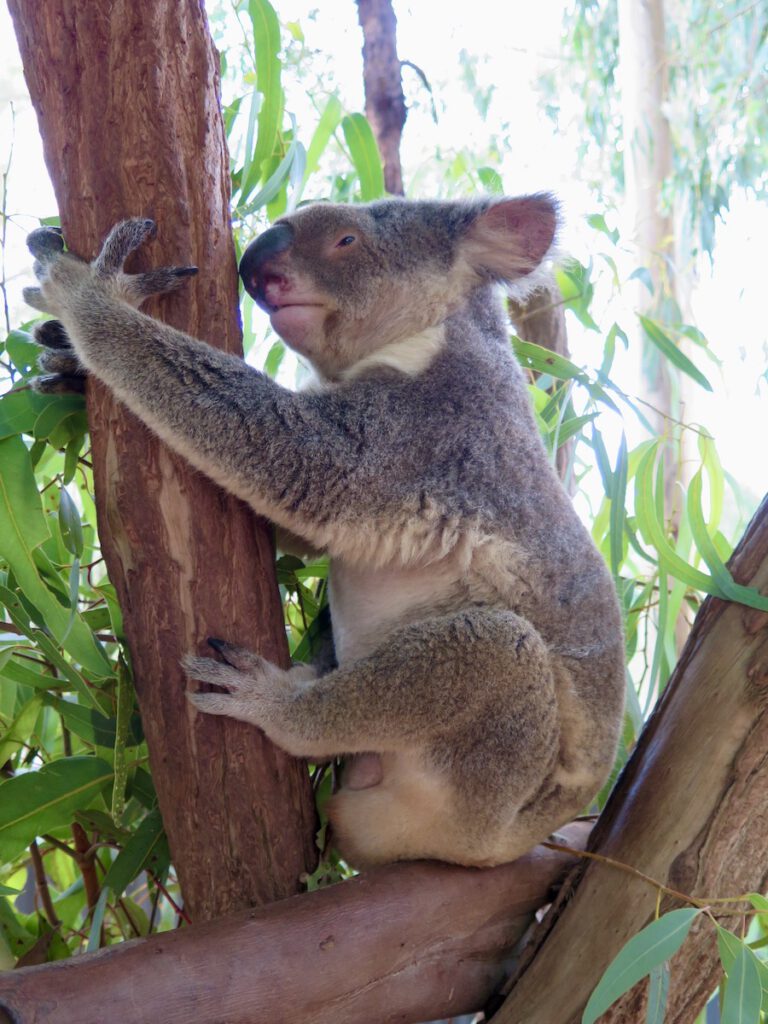 tourameo-reiseplanung-koala-sehen-australien