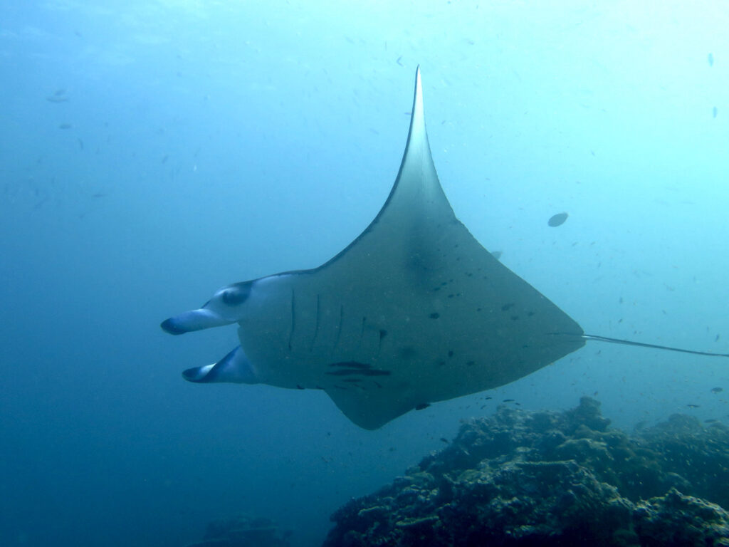 tourameo-malediven-reise-unterwasser-tauchen-mantas