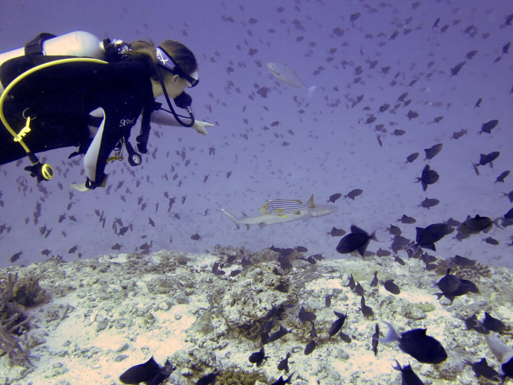tourameo-taucheen-malediven-erlebnisse-unterwasser-hai