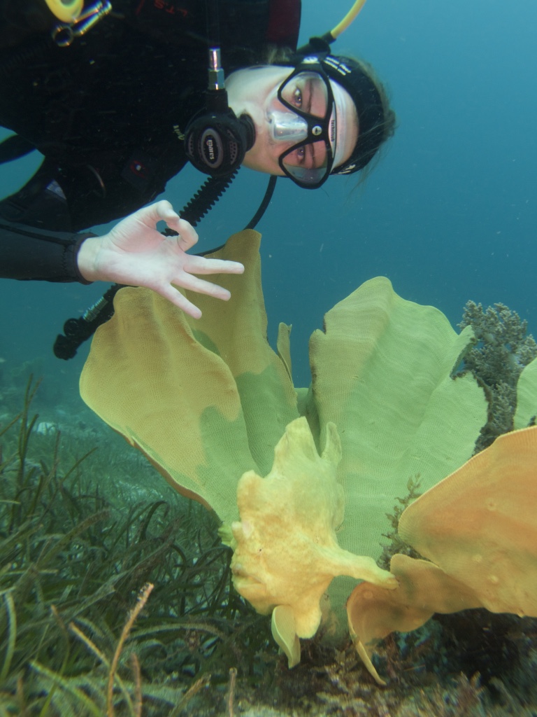 Tauchen mit gelbem Anglerfisch in den Philippinen